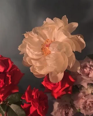jvsnts