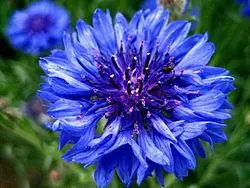 maryflowers
