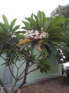 pauloazfogg