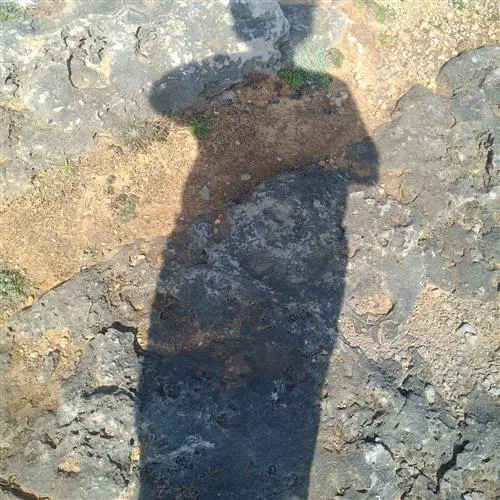 pcanhoto