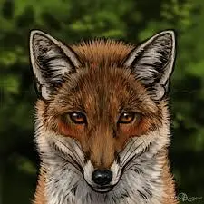 Raposa