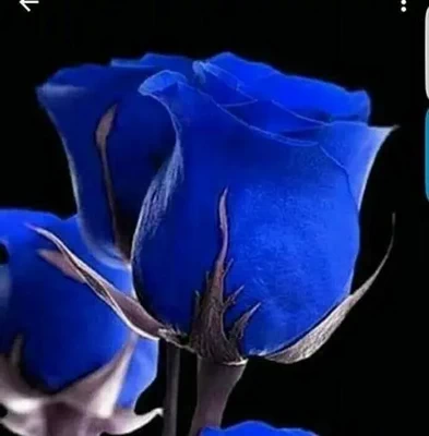 Roza_azul