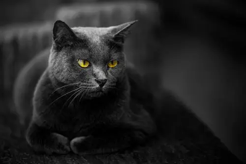 Jéssica