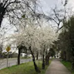 106720760149296617405