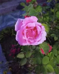 gary34_