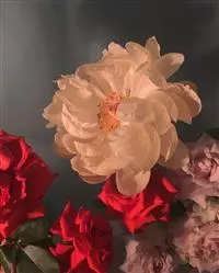 jvsnts