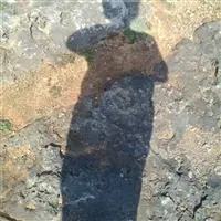 pcanhoto