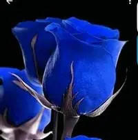Roza_azul